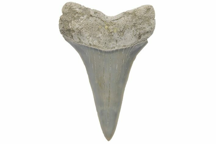 Huge! Fossil Mako Tooth - Lee Creek (Aurora), NC #220134